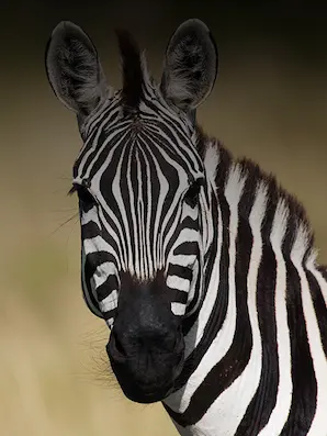 Rare Diseases: Year of the Zebra